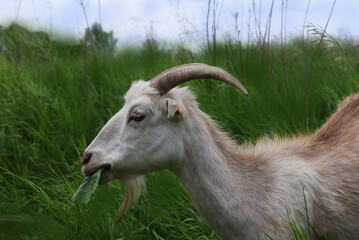 Goat eating grass outside in a field