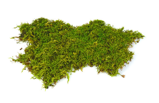 mos isolated on the white background.