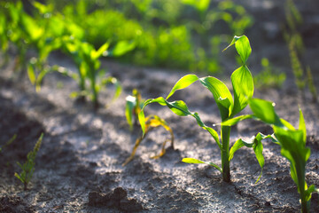 Young shoots of corn closeup.
