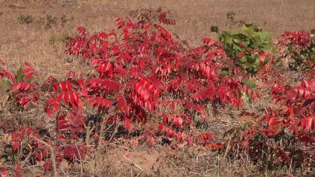 Winged Sumac saplings in the brilliant red fall color, growing in an open field