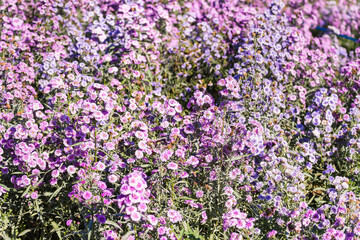 Obraz premium Violet and pink margaret flowers blooming in garden. Close-up beautiful and fresh margaret flowers in natural light. Selective focused