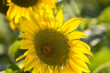Fototapeta premium Yellow sunflower in nature garden at thailand.