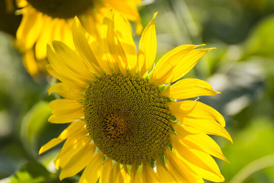 Yellow sunflower in nature garden at thailand.