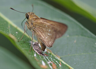 Small branded swift is on a leaf., closing wings.