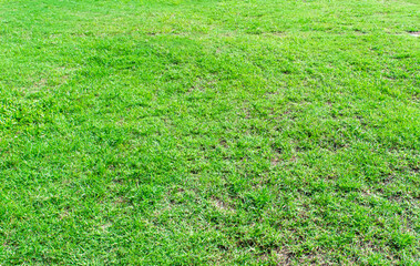 Green grass texture background. Element of design green lawn for golf or football field backgrounds.