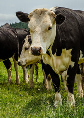 Cows in the field 4 - New Zealand 