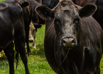 Naklejka na ściany i meble Cows in the field 5 - New Zealand 