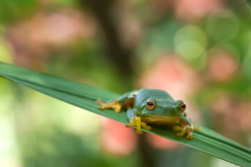 Shiny and green with a yellow underside, a beautiful native australian graceful tree frog ( litoria gracilenta) sits in a moist, shady spot in the garden. copy space.