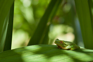 Shiny and green with a yellow underside, a beautiful native australian graceful tree frog ( litoria gracilenta) sits in a moist, shady spot in the garden. copy space.