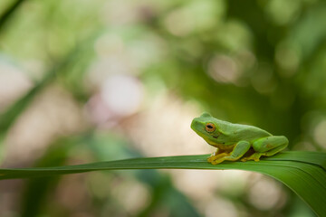 Shiny and green with a yellow underside, a beautiful native australian graceful tree frog ( litoria gracilenta) sits in a moist, shady spot in the garden. copy space.