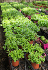 Rows of pots with growing mint and melissa herbs in glasshouse
