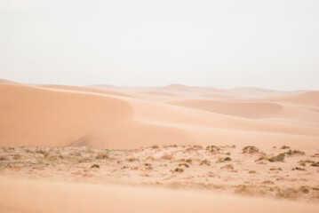 Sand dunes in Gobi desert. Mongilian landscapes