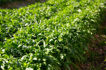 Obraz premium Image of rows of harvest of arugula in garden outdoor, no people