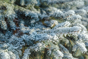 Branches of blue spruce is covered with snow