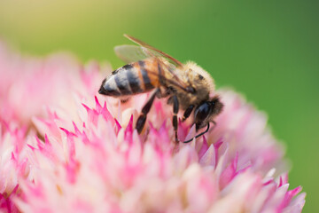 Honey bees collect pollen Spiraea flower. Macro shot.