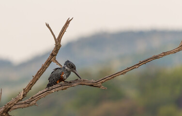 Giant Kingfisher (Megaceryle maxima) wild bird perched on a branch at Pilanesberg national park, South Africa
