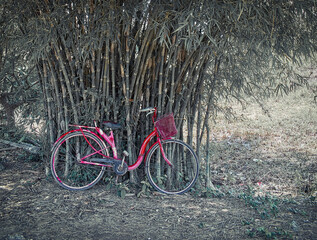 red bike in bamboo forest
