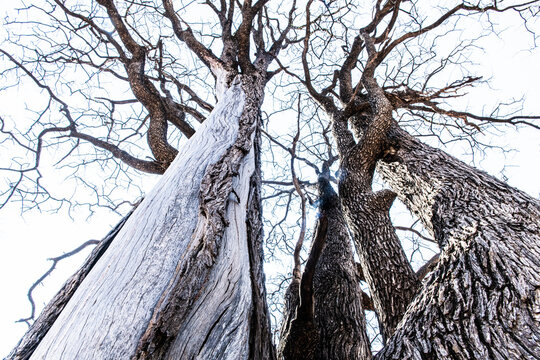 Ancient mopane tree