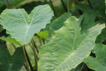Colocasia also called as elephant ears which is a plant mainly found in riverside and swamps with dews drops of water