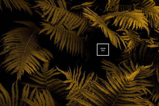 Color of the year 2021 trendy fern leaves