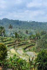 Fototapeta na wymiar beautiful paddy terrace in Bedugul Bali Indonesia