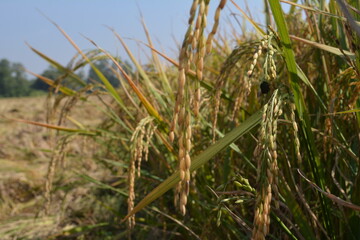Rice in Paddy Field