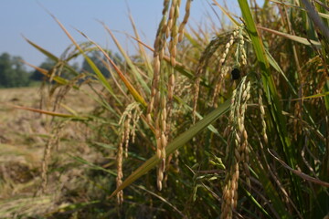 Rice in Paddy Field. Rice View