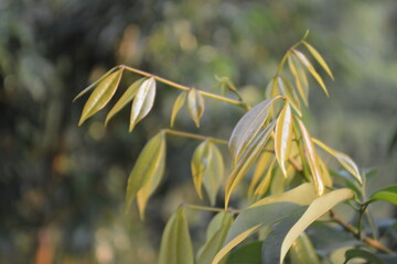 New Lychee Leaves