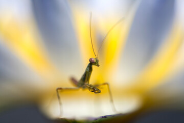 Tiny praying mantis resting on a flower. Macro photography.