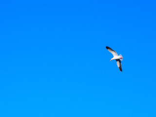 Gaviota en vuelo sobre cielo azul