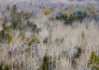 505-04 Winter Forest