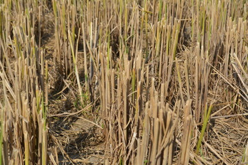 Obraz premium Paddy Field after cutting rice