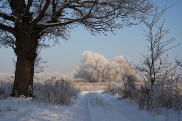 Breath of winter, first ice on the lake, dawn on a frosty morning with frost on the grass, close-up of frost, patterns on the first ice.