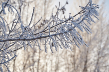 Breath of winter, first ice on the lake, dawn on a frosty morning with frost on the grass, close-up of frost, patterns on the first ice.