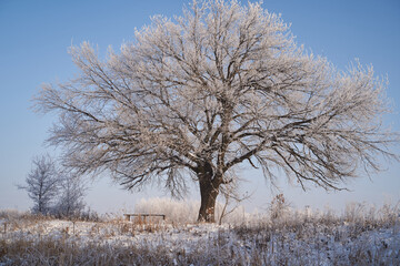 Breath of winter, first ice on the lake, dawn on a frosty morning with frost on the grass, close-up of frost, patterns on the first ice.