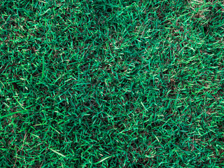 Green grass as nature textured background.
