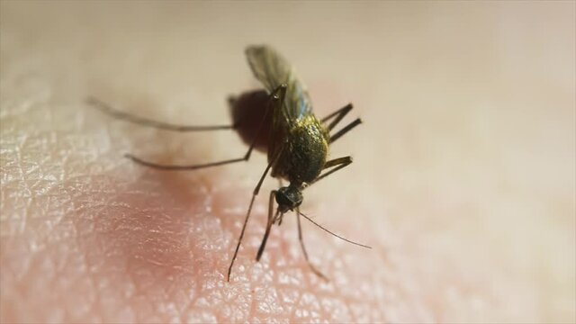 Macro Video of Dangerous Malaria Infected Culex Mosquito Sucking Blood, Leishmaniasis, Encephalitis, Yellow Fever, Dengue Disease, Zika, EEE Virus Parasite Insect Bite