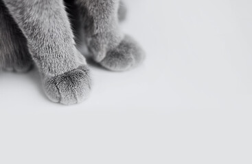 Ultimate Gray gray paws of cat. Paws of a British cat with short hair close-up and space for text