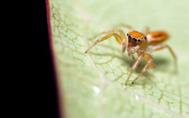 Jumping spider. Super macro photography. 