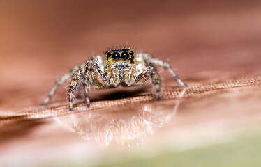 Jumping spider. Super macro photography. 
