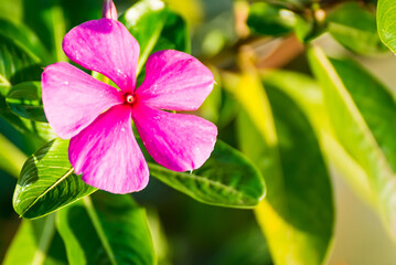 A beauty flower on green nature background,selective focus.