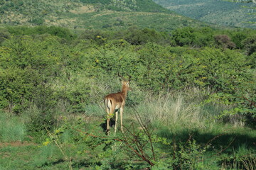  Photos taken in Pilanesberg national park, South Africa