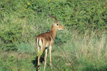  Photos taken in Pilanesberg national park, South Africa