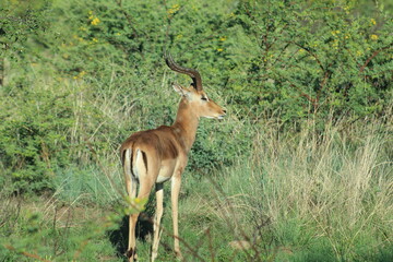  Photos taken in Pilanesberg national park, South Africa