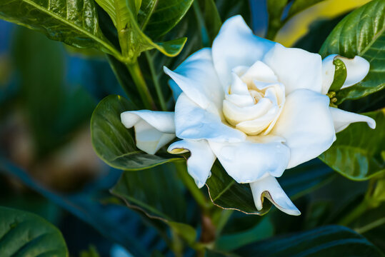 รูปภาพFloar= – เลือกดูภาพถ่ายสต็อก เวกเตอร์ และวิดีโอ288 | Adobe Stock