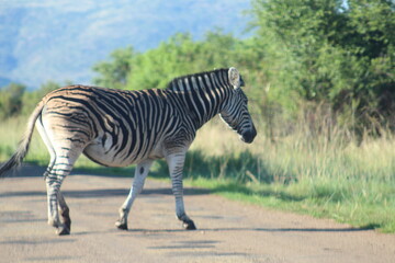 Obraz na płótnie Canvas Photos taken in Pilanesberg national park, South Africa