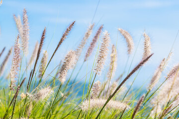 flora grasses in the wind.grass flower background
