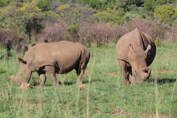 Obraz premium Photos taken in Pilanesberg national park, South Africa
