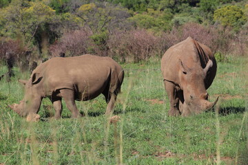 Obraz premium Photos taken in Pilanesberg national park, South Africa
