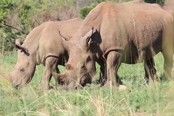 Fototapeta premium Photos taken in Pilanesberg national park, South Africa